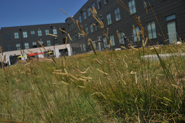 For the Larson Building project, Sutton started planting low-maintenance native grasses in spring 2012. This growing season, he has added wildflowers to the mix. (Troy Fedderson / University Communications)