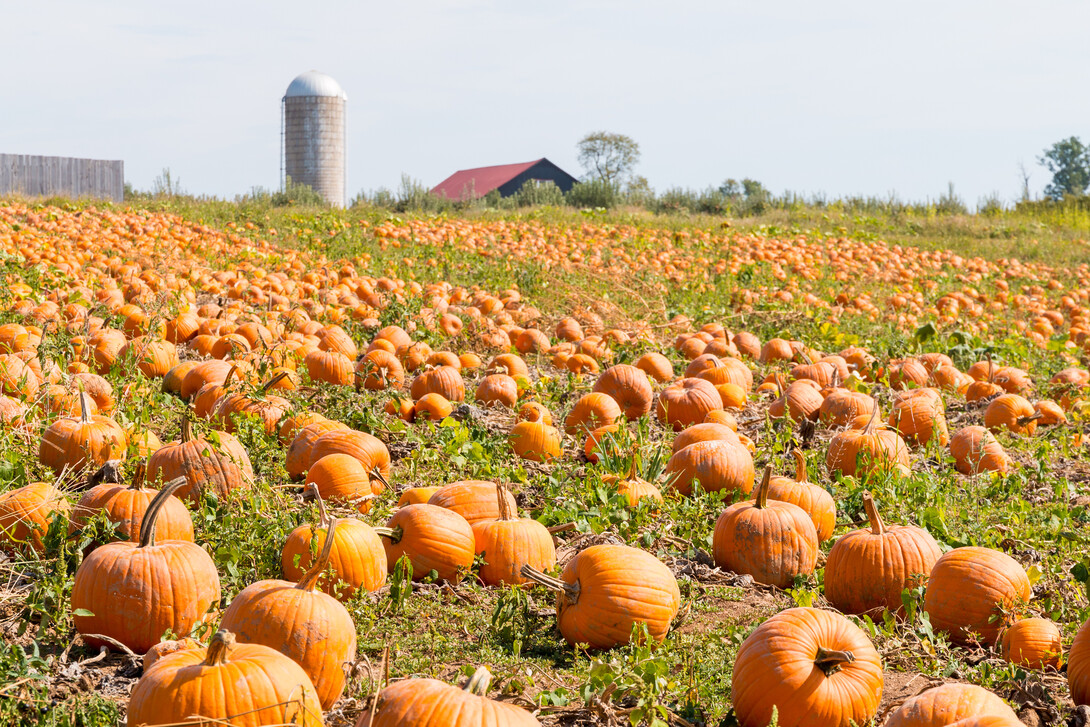 pumpkins