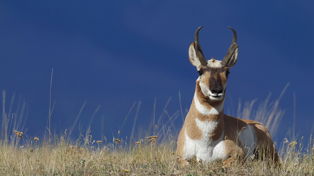 A pronghorn rests on the prairie. Antilocapra americana, which are being studied in the Nebraska panhandle, are the fastest mammal in North America.