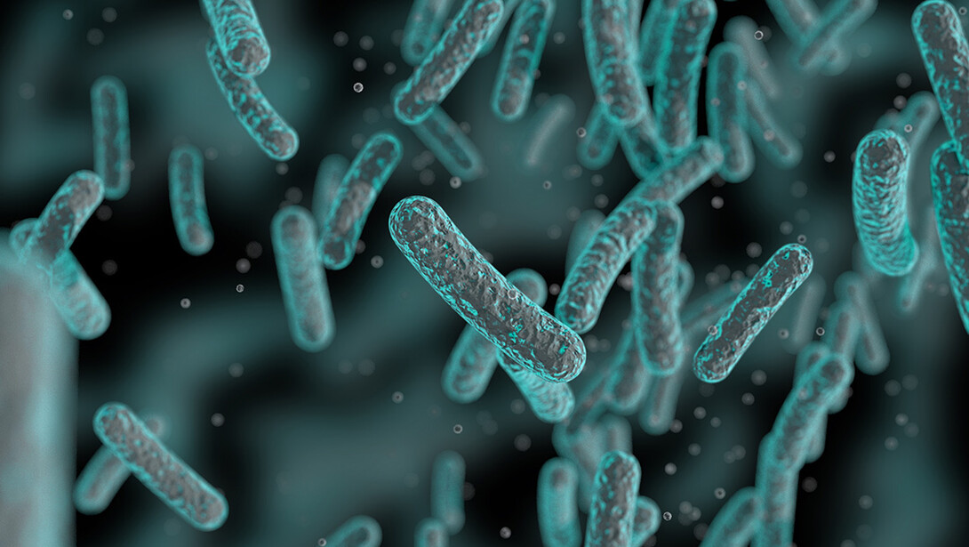 A bacterial colony is shown under a microscope