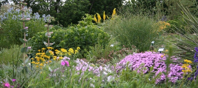 Aboretum plant sales